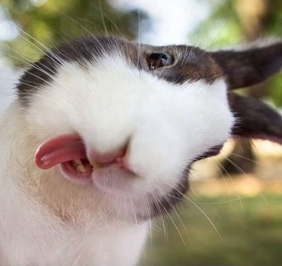 rabbit tongue out