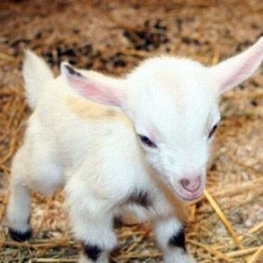 cute baby goat