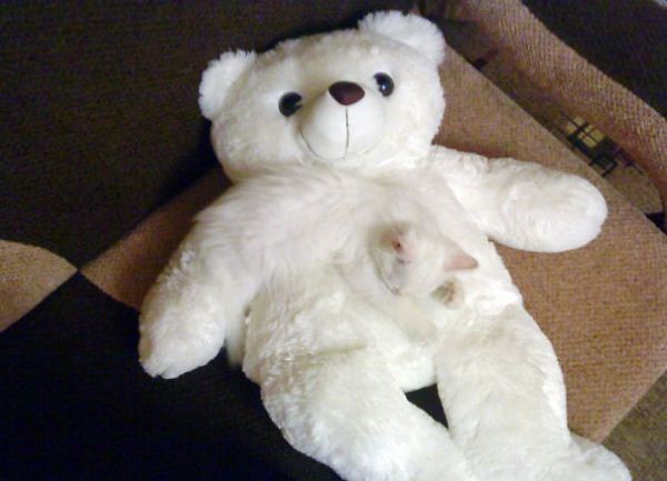 cat on a teddy bear