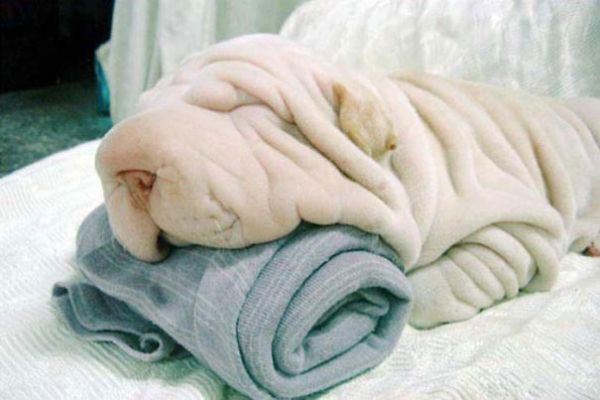 dog with wrinkles