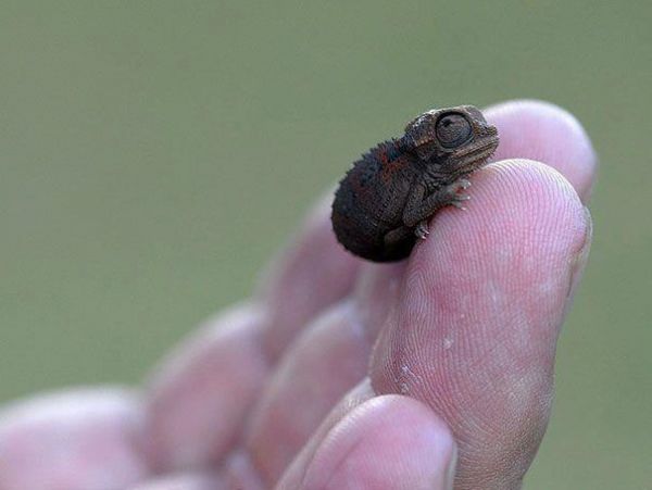 Baby Chameleons are Actually Tiny!