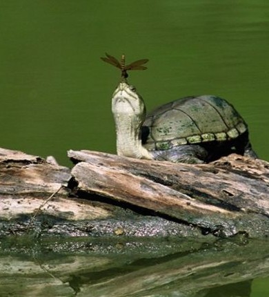 dragonfly on turtle's nose