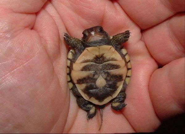 baby turtle with cute belly
