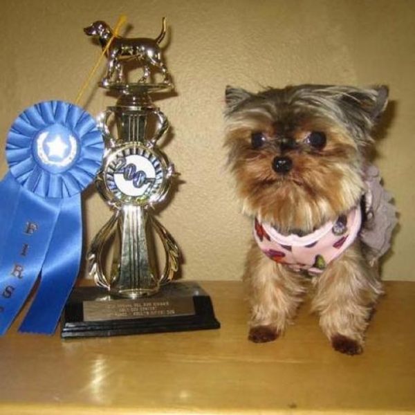 puppy with trophy & ribbon