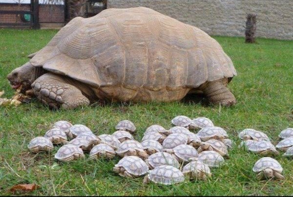 baby turtles with momma