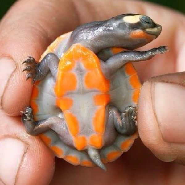 baby turtle with orange lines