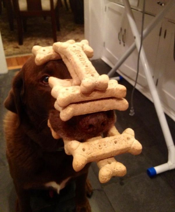 dog balancing biscuits