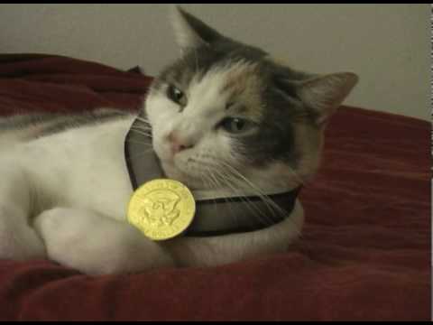 cat wearing gold medal