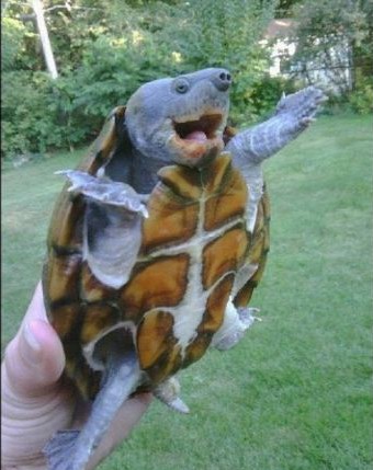 hyperactive turtle