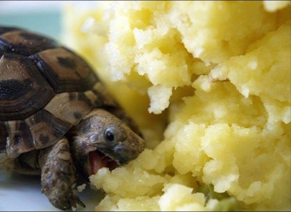 hungry turtle