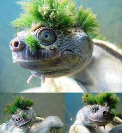 turtle with green hair