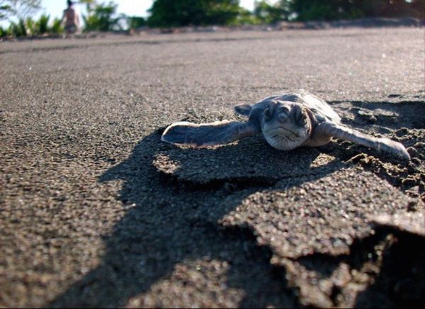 turtle on the road