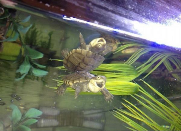 two laughing turtles