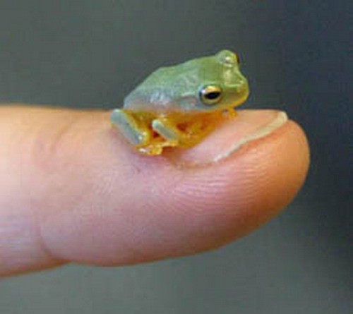 The cutest little frog you will ever get the chance to see… Literally!