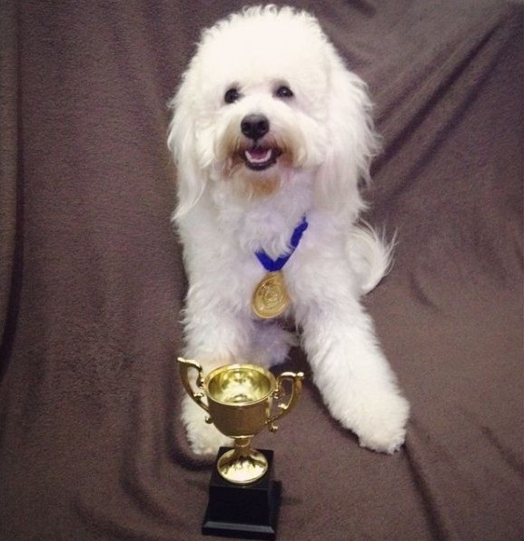 dog with medal and trophy