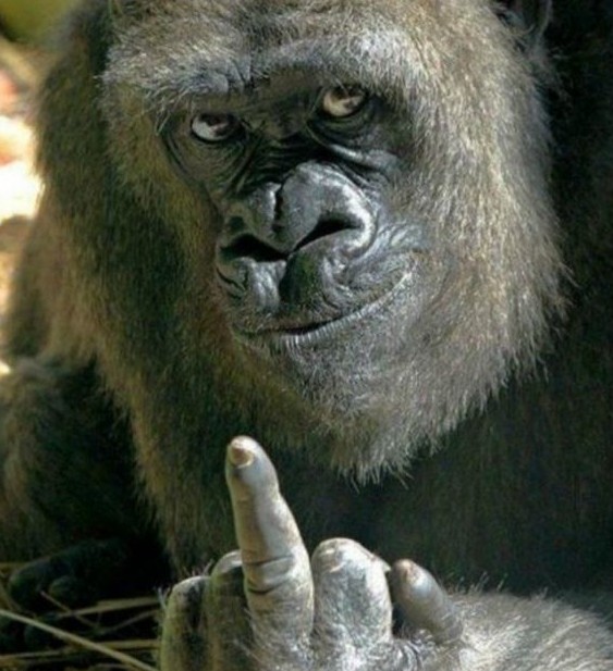 This Gorilla Is Raising the Dirty Finger