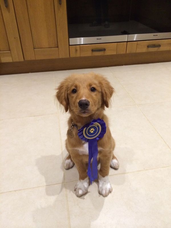 dog with blue ribbon