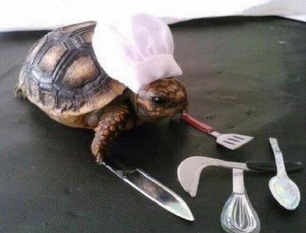 turtle cook