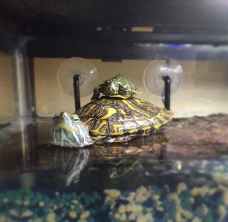 turtle back ride