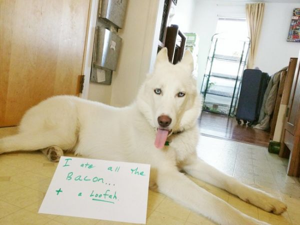 dog with a note