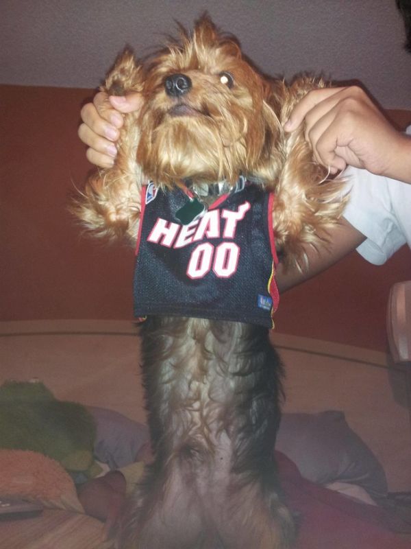 dog wearing basketball jersey