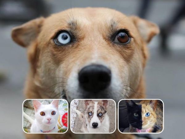 25 Cats and Dogs With Incredibly Beautiful Eyes