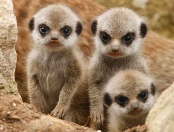 A Trio of Baby Meerkats