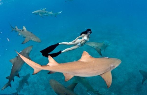 woman swimming with sharks