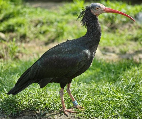Bald Ibis from the North