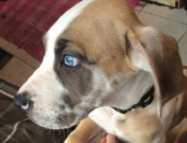 Blue-Eyed Dog