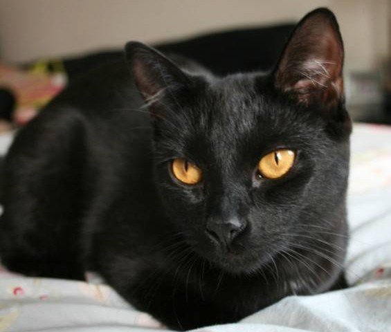 cat with orange eyes