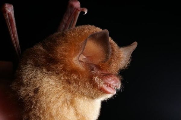 Cuba’s Greater Funnel-Eared Bat