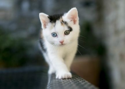 cute eyed kitten