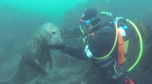 diver with a seal