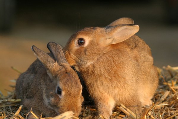 Eastern Cottontail Rabbits