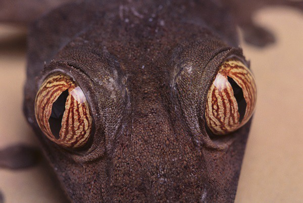 Leaf-Tail Gecko eyes