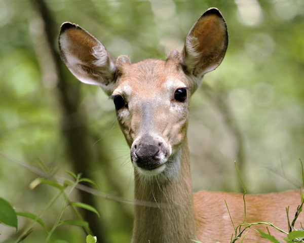 White-tailed Deer eyes