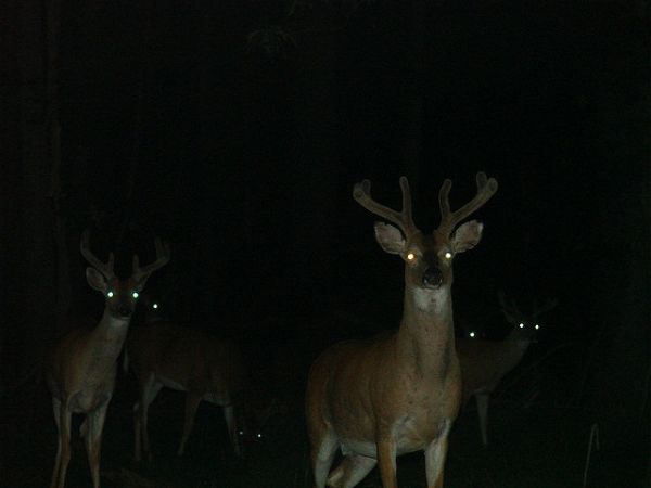 deer eyes in the dark