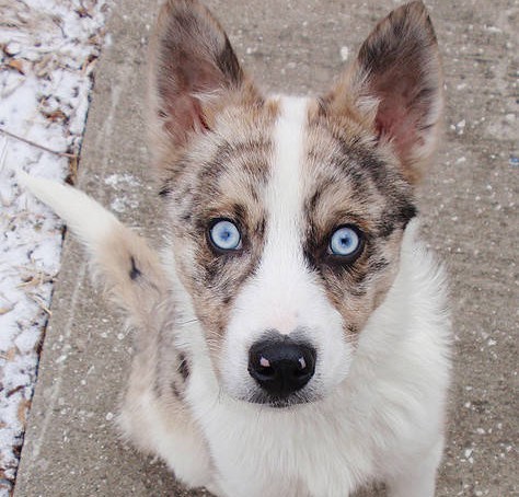 blue eyed dog