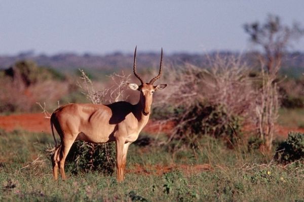 Hirola (also known as Hunter’s Hartebeest)