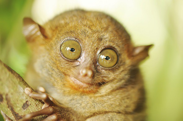 tarsier eyes