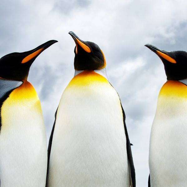 King Penguins 1