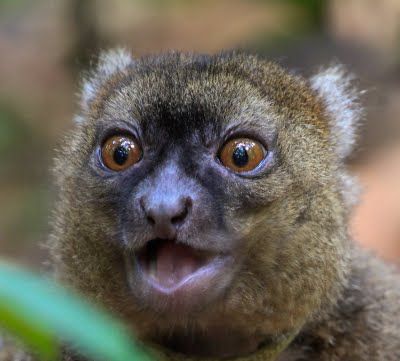 Madagascar’s Greater Bamboo Lemur