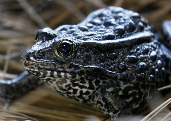 Mississippi’s Dusky Gopher Frog