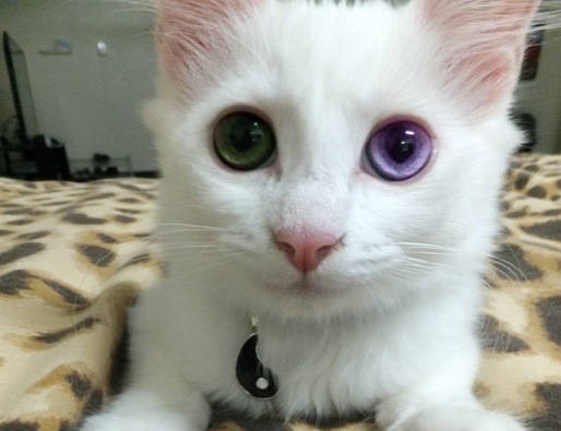 cat with mix and match eyes