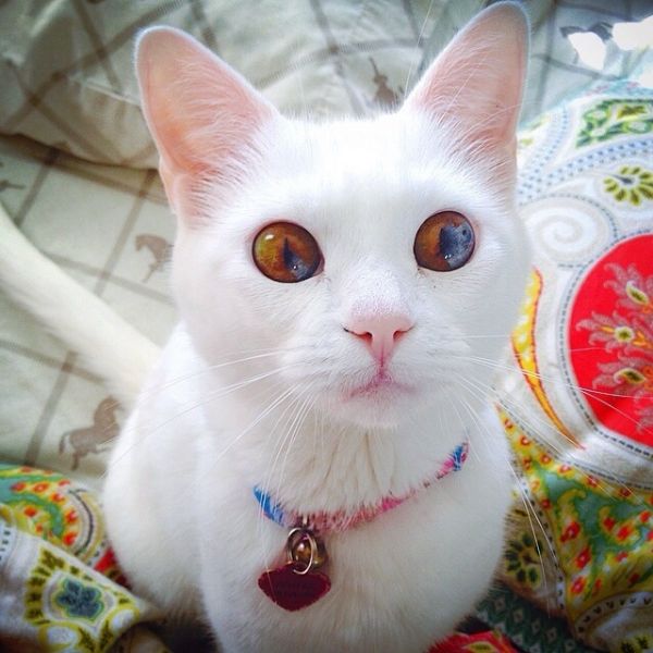 cat with amazing eyes