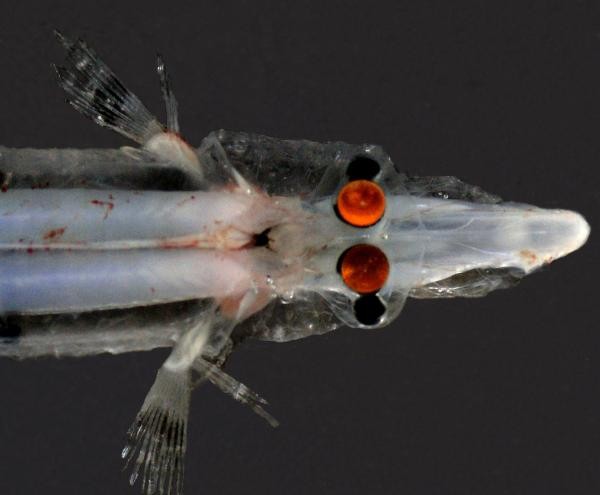 Peculiar spookfish eyes