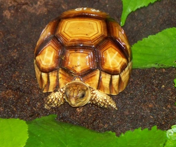 Ploughshare Tortoise (also known as Angonoka)