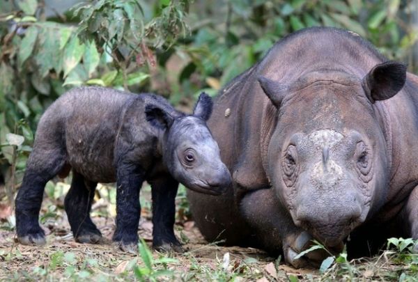 Rare Sumatran Rhino