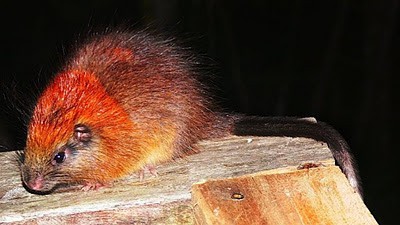Red Crested Tree Rat